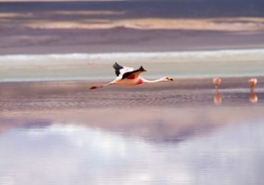 Laguna Colorado Bolivien